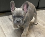 Small #4 French Bulldog