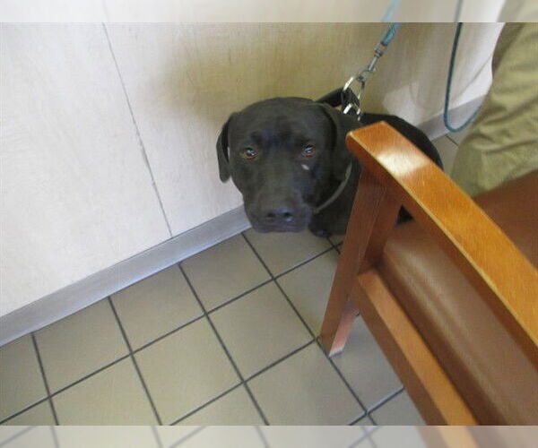Medium Photo #1 Labrador Retriever-Unknown Mix Puppy For Sale in Ocala, FL, USA