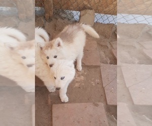Siberian Husky Puppy for sale in LAKE LA, CA, USA