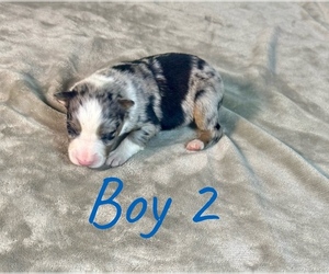 Medium Australian Shepherd