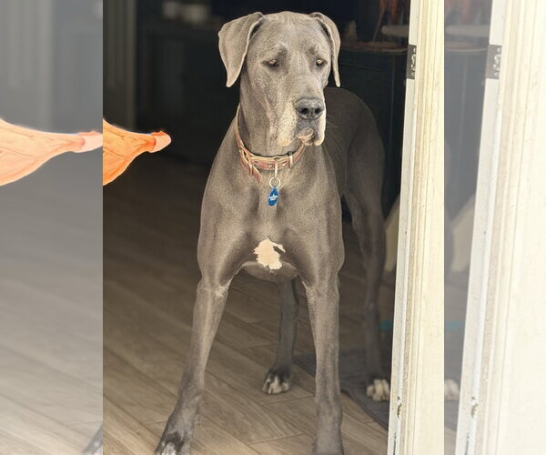 Medium Photo #2 Great Dane Puppy For Sale in Goodyear, AZ, USA