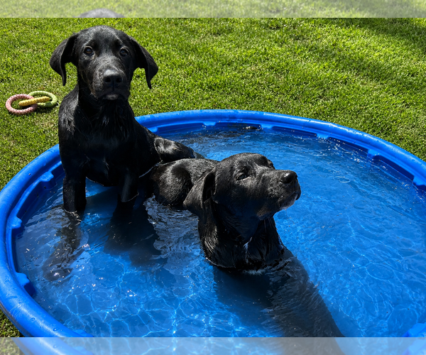 Medium Photo #3 Labrador Retriever-Unknown Mix Puppy For Sale in Clovis, CA, USA