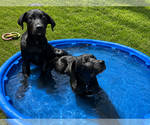 Small #2 Labrador Retriever Mix