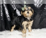 Small #3 Morkie