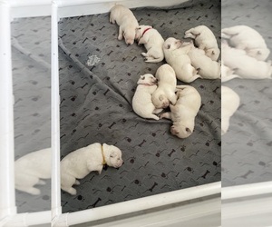 German Shepherd Dog Puppy for Sale in ALACHUA, Florida USA