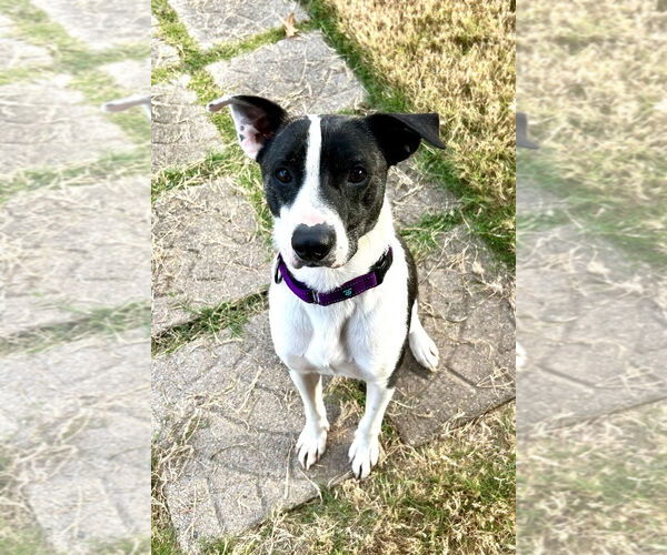 Medium Photo #4 Mutt Puppy For Sale in Munford, TN, USA