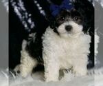 Small #2 Maltipoo