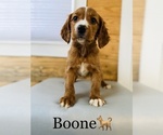 Small Photo #15 English Setter-Irish Setter Mix Puppy For Sale in COOKEVILLE, TN, USA