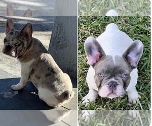French Bulldog Puppy for sale in NEWPORT, NC, USA