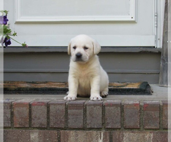 Medium Photo #6 Labrador Retriever Puppy For Sale in ANNISTON, AL, USA