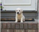 Small #5 Labrador Retriever