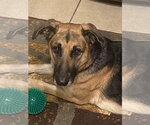 Small #1 German Shepherd Dog Mix