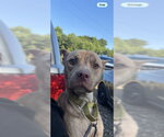 Small American Staffordshire Terrier Mix