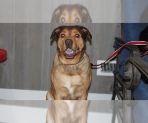 Labrador Retriever Dogs for adoption in Linton, IN, USA