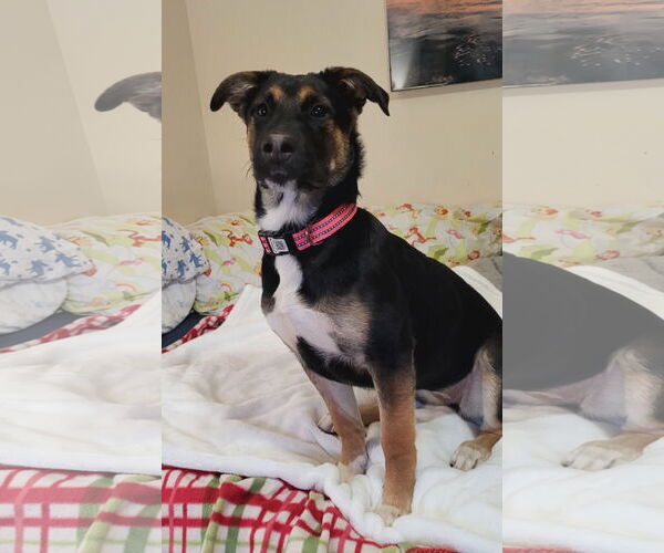 Medium Photo #4 German Shepherd Dog Puppy For Sale in Crete, IL, USA