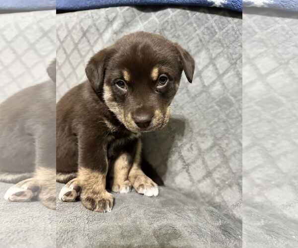 Medium Photo #2 Labrador Retriever-Unknown Mix Puppy For Sale in Ball Ground, GA, USA