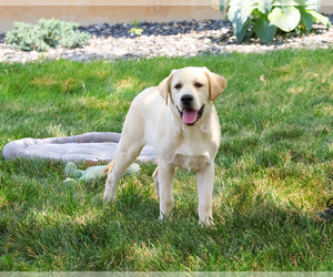 Labrador Retriever Puppy for sale in SYRACUSE, IN, USA