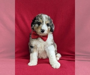 Aussiedoodle Puppy for sale in OXFORD, PA, USA