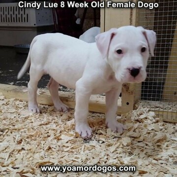 Medium Photo #26 Dogo Argentino Puppy For Sale in PINEVILLE, MO, USA
