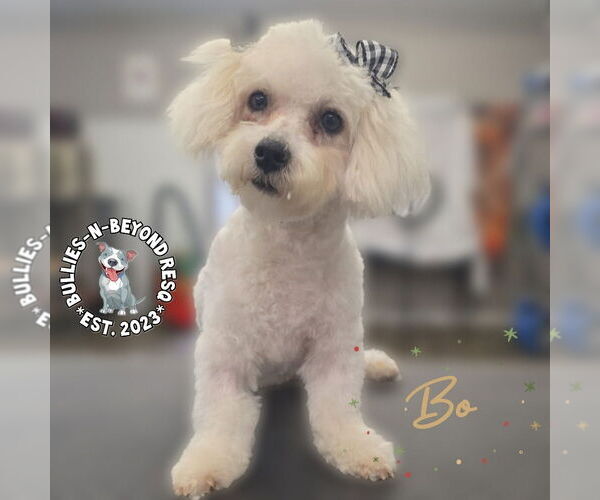 Medium Photo #1 Maltese-Unknown Mix Puppy For Sale in Omaha, NE, USA