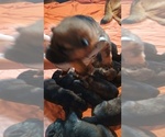 Small #2 German Shepherd Dog