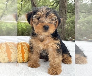 Medium Yorkshire Terrier