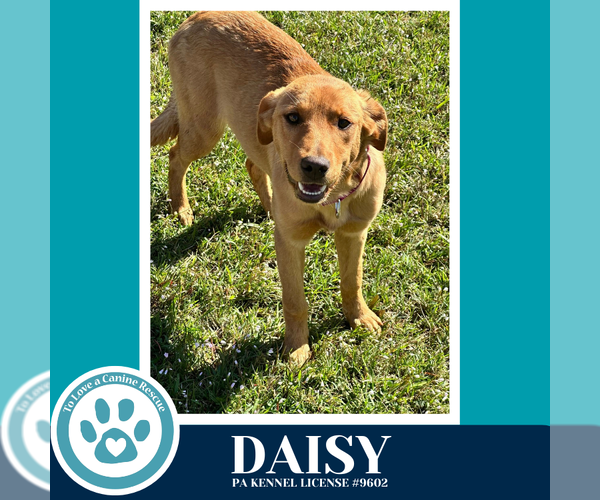 Medium Photo #2 Golden Retriever-Unknown Mix Puppy For Sale in Kimberton, PA, USA