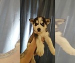 Small #1 Siberian Husky
