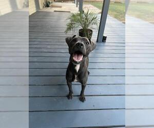 Labrador Retriever-Unknown Mix Dogs for adoption in San Antonio, TX, USA