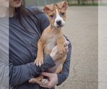 Small #2 Boxer-Bull Terrier Mix
