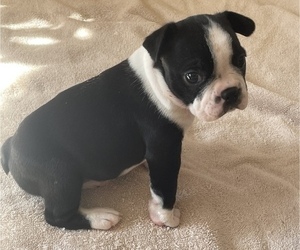 Boston Terrier Puppy for sale in KNOXVILLE, TN, USA
