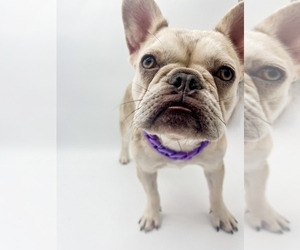French Bulldog Puppy for sale in PEARLAND, TX, USA