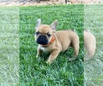 Image preview for Ad Listing. Nickname: Bruno