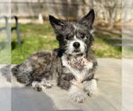 Small #5 Mutt