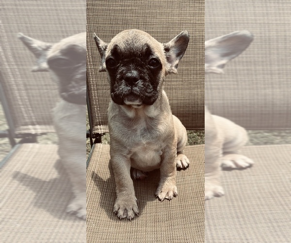 Medium Photo #5 French Bulldog Puppy For Sale in PALMETTO, GA, USA