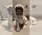 Small Photo #5 French Bulldog Puppy For Sale in PALMETTO, GA, USA