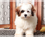 Small #2 ShihPoo