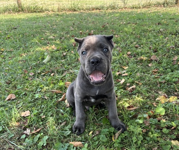 Medium Photo #3 Cane Corso Puppy For Sale in CLARKRANGE, TN, USA