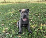 Small #2 Cane Corso