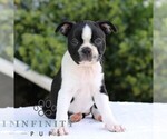 Small #3 Boston Terrier