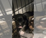 Puppy Prince Chihuahua-Mal-Shi Mix