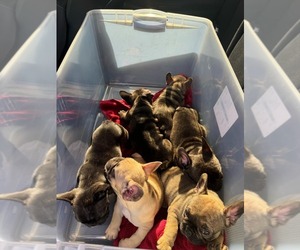 French Bulldog Puppy for sale in BROOKLYN, CT, USA