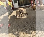 Small #4 American Bully