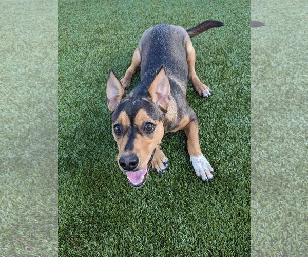 Medium Photo #1 Mutt Puppy For Sale in Woodbury, NY, USA