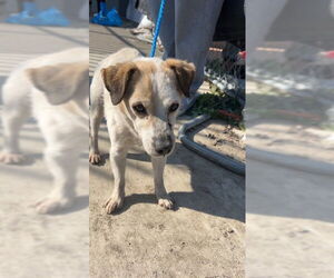 Chihuahua-Unknown Mix Dogs for adoption in Stockton, CA, USA