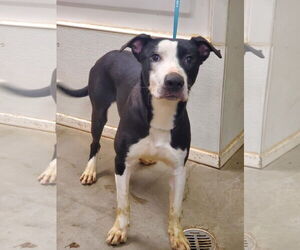 Labrador Retriever-Unknown Mix Dogs for adoption in Amarillo, TX, USA