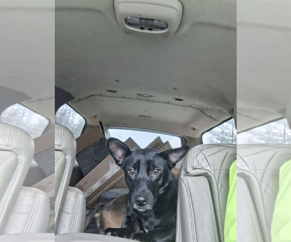 Medium Photo #17 Chiweenie Puppy For Sale in Sebec, ME, USA