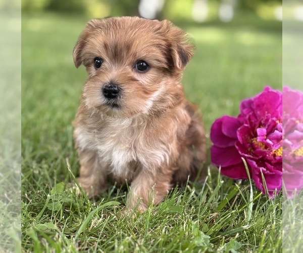 Medium Photo #9 Morkie Puppy For Sale in ROCK STREAM, NY, USA