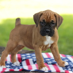 Boxer Puppy for sale in GAP, PA, USA