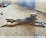 Small #4 Labrador Retriever Mix